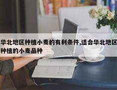 华北地区种植小麦的有利条件,适合华北地区种植的小麦品种