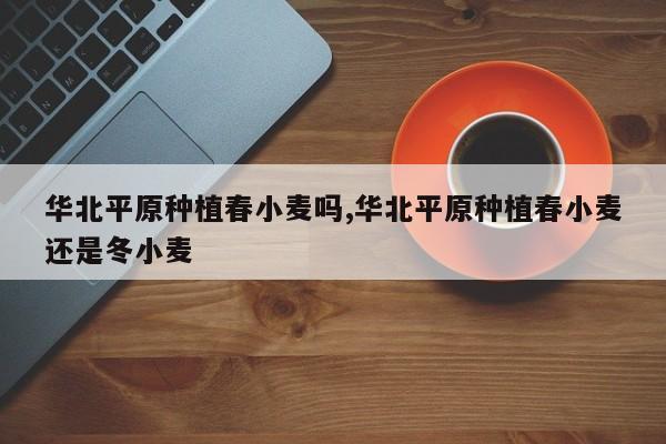 华北平原种植春小麦吗,华北平原种植春小麦还是冬小麦